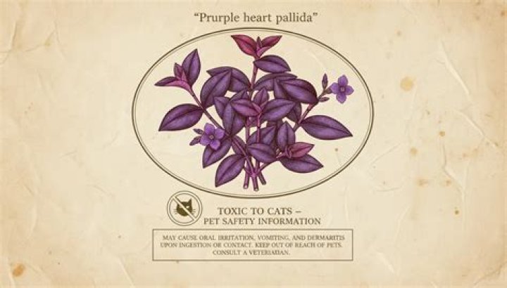 Purple Heart Plant Toxic To Cats