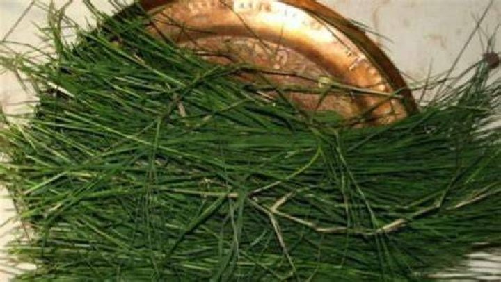 Razor Grass - How To Discuss