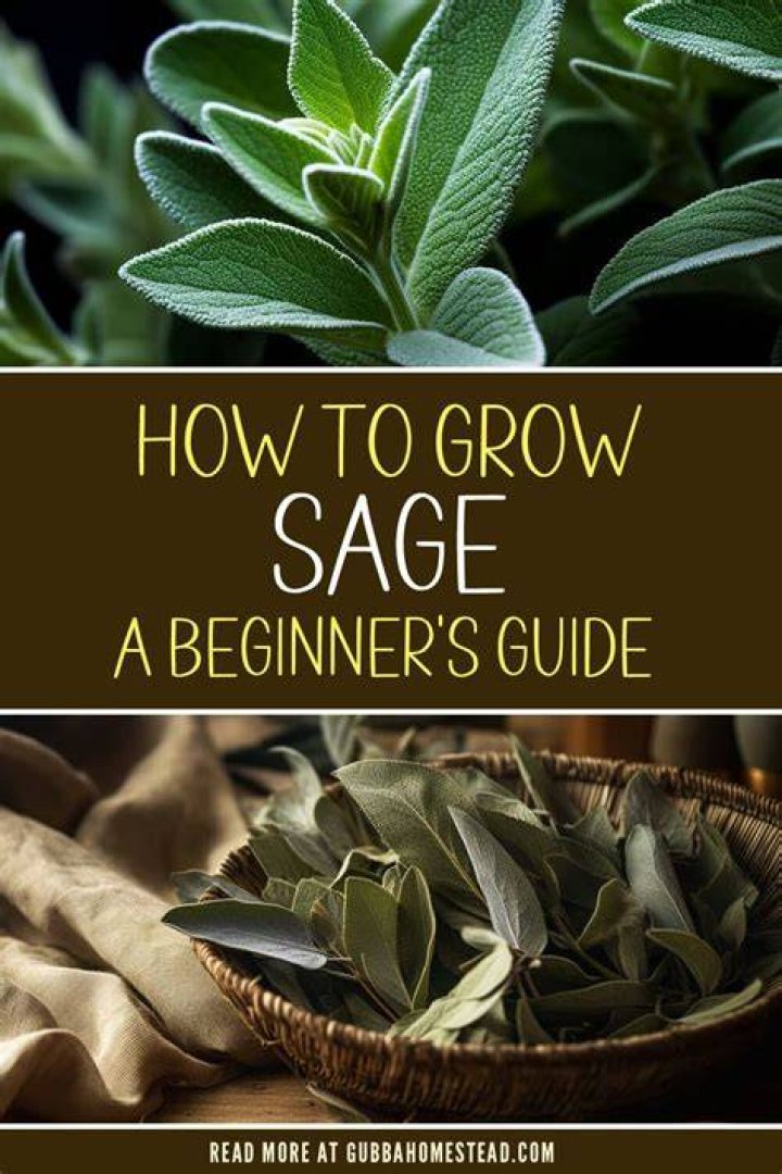 Sage flower - How To Discuss