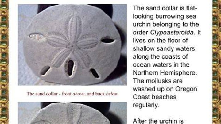Sand Dollar Doves - How To Discuss