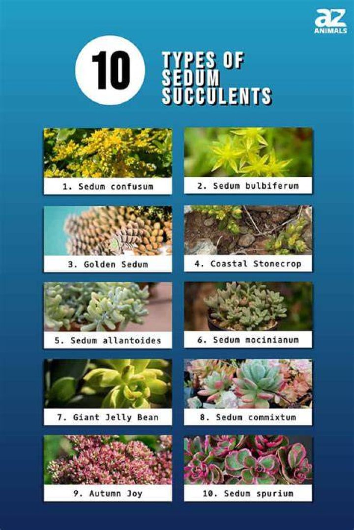 Sedum succulent types - How To Discuss