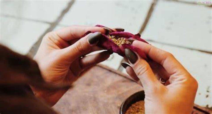 Smoking rose petals - How To Discuss