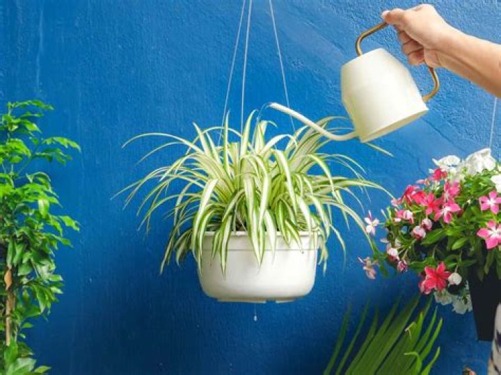 Spider Plant In Tagalog - How To Discuss
