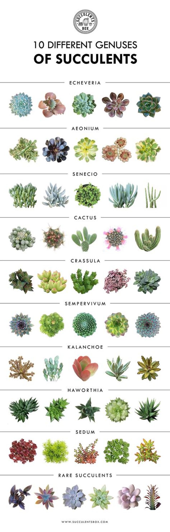 Succulent varieties - How To Discuss