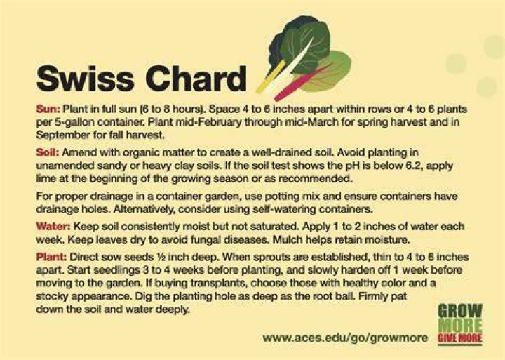Swiss chard plant - How To Discuss