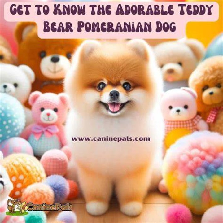 Teddy bear pomeranian - How To Discuss