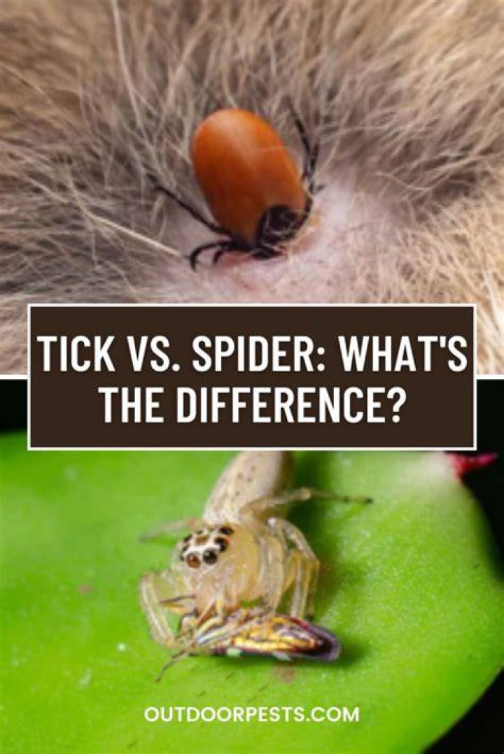 Tick Vs Spider - How To Discuss