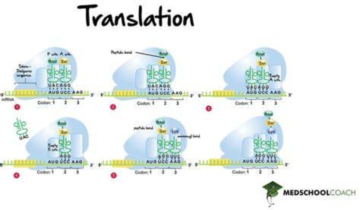 Translation biology - How To Discuss