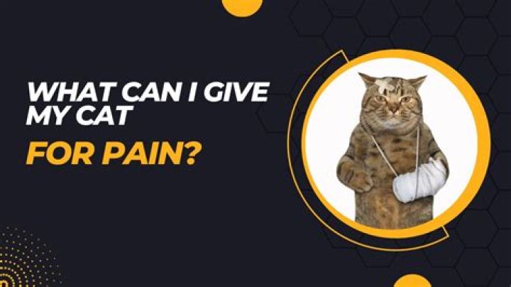 What can I give my cat for pain