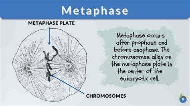 What Happens During Metaphase - How To Discuss