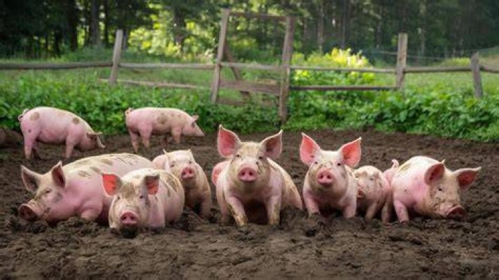 What Is A Group Of Pigs Called