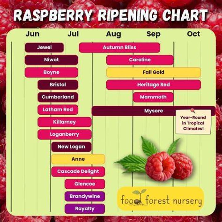 When are raspberries in season