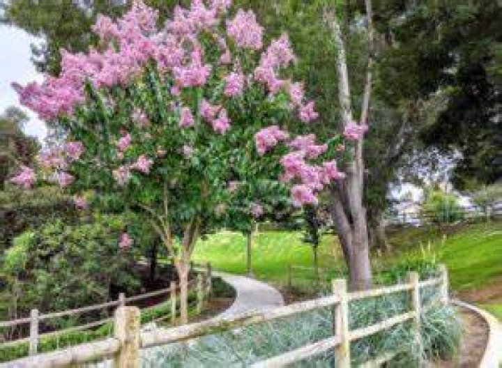 When Do Crepe Myrtles Get Leaves