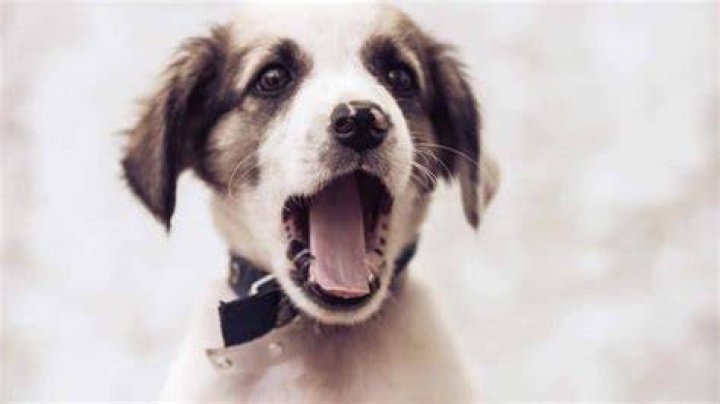 When do puppies start barking