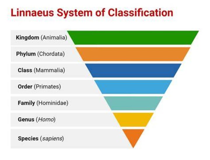 When Is Cladistics More Useful Than Linnaean Taxonomy