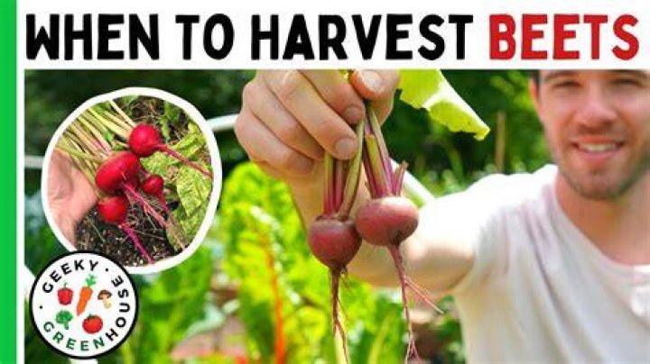 When to harvest beets - How To Discuss