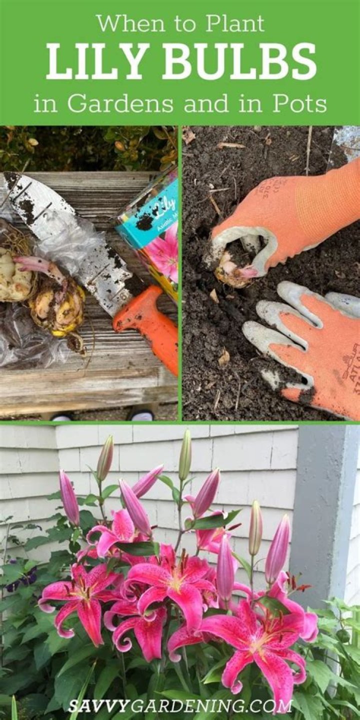 When to plant lily bulbs