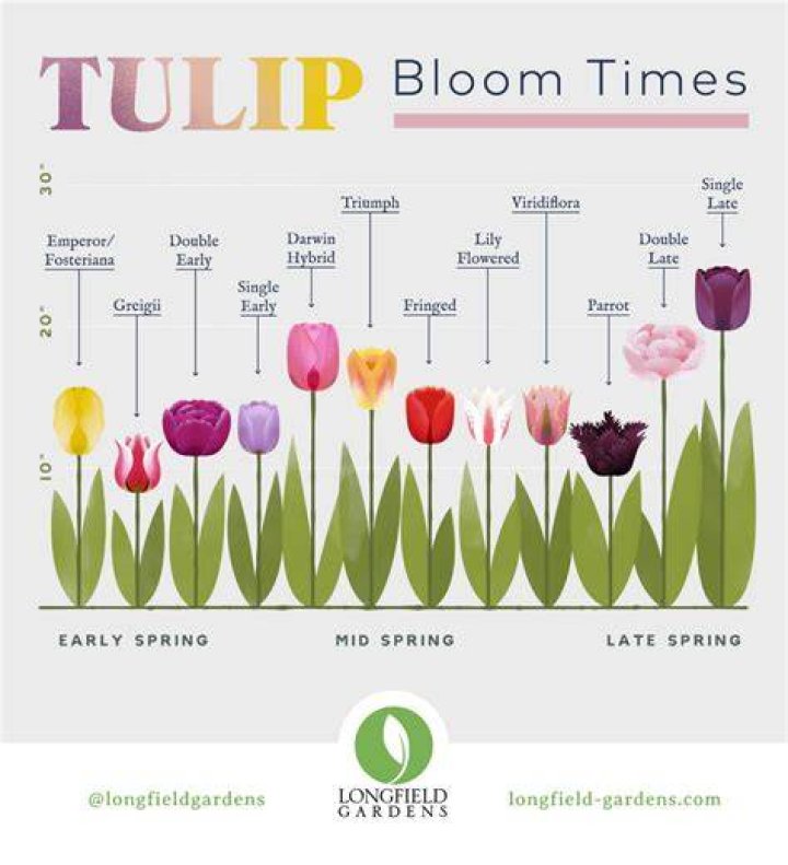 When to plant tulips - How To Discuss