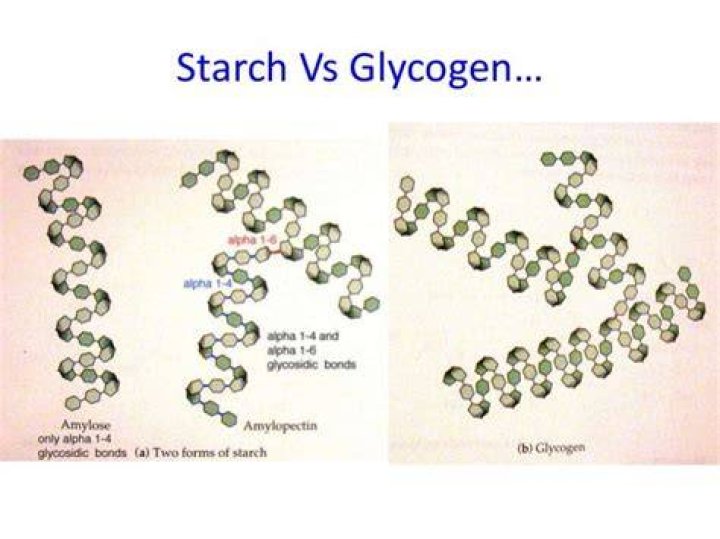 Which Characteristic Do Glycogen And Starch Share