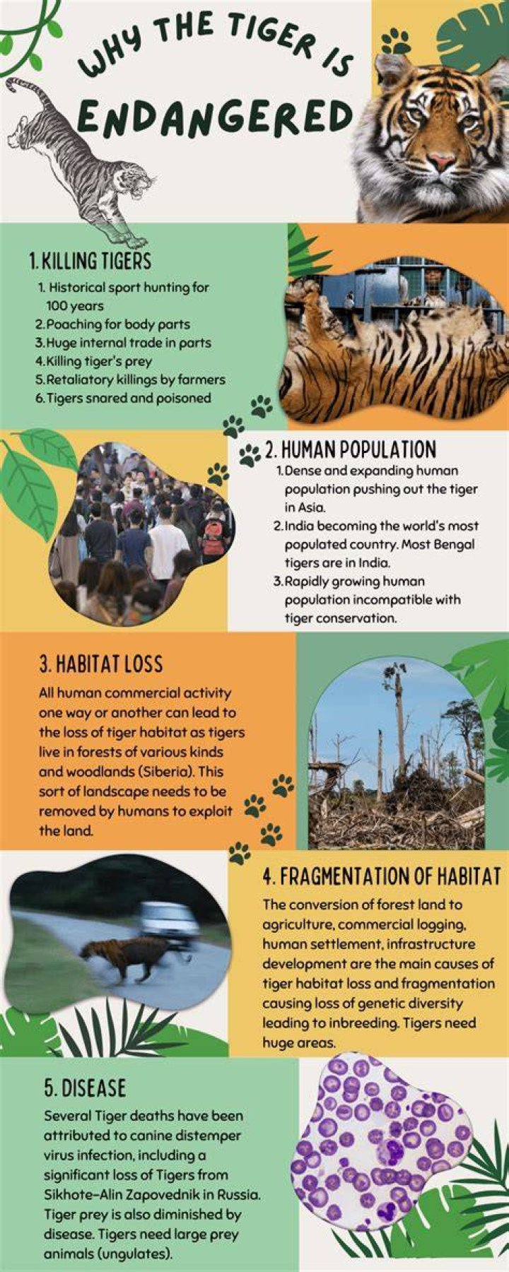 Why are tigers endangered - How To Discuss