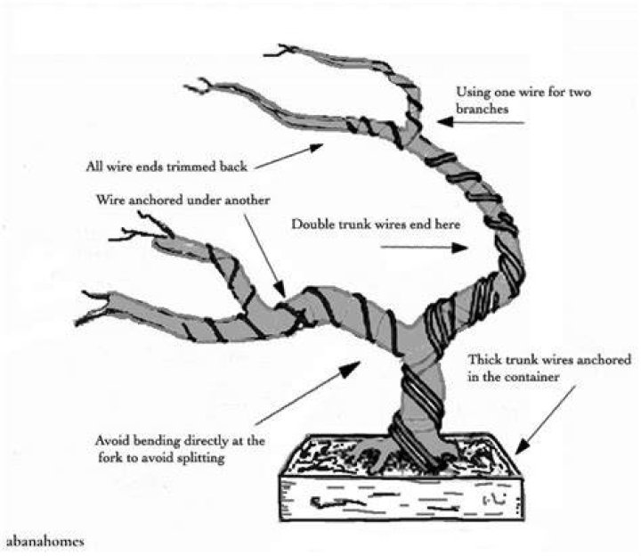 Wire bonsai tree - How To Discuss
