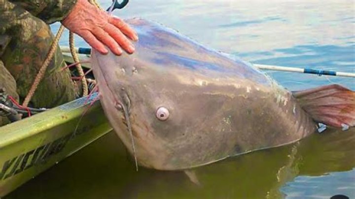 World record blue catfish - How To Discuss